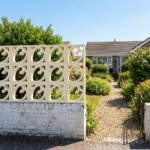 Celosia Corazón - Imagen 9